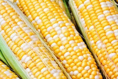 Sweet Corn Seeds - Essence Variety - Fresh Non-GMO Seed - Zea Mays - Free Shipping