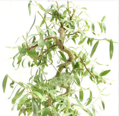 Bonsai Cutting - Dwarf Japanese Curly Willow - Salix Matsudana 'Tortuosa'