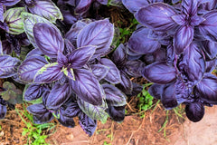 Purple Basil Herb Seeds - 200 Count - Ocimum basilicum 'Dark Opal' - Ideal for Home Gardening and Culinary Use
