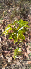 Sweet Gum Trees 5-Pack 10"-1ft Tall Rare Southern Alabama Liquidambar styraciflua Seedlings