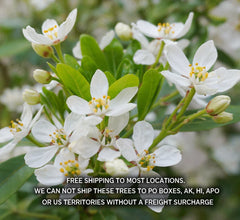 Choisya Ternata Live Plant - Mexican Orange Blossom - 1 Gallon Pot - Fragrant Evergreen Shrub