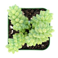 Burro's Tail Succulent 2" Pot Sedum Morganianum Donkey's Tail Rooted Plant