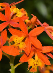 Bare Root Epidendrum radicans Orange Reed Stem Orchid Plant - Tropical Orchid Species for Gardens and Indoor Spaces