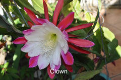 Epiphyllum Orchid Cactus Cuttings - 3 Rooted Cuttings in Pot, Clown Variety, New Growth - Perfect for Indoor Gardens