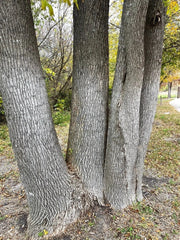 Green Ash Tree Seeds - 150 Seeds - Fraxinus Pennsylvanica Lanceolata - Native Tree Seeds for Planting