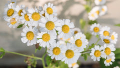 Chamomile Seeds 600 Count Fresh Crop Matricaria chamomilla Organic Herbal Gardening