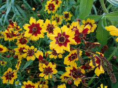 Plains Coreopsis Seeds - Bulk Wholesale - Wildflower Variety - Coreopsis tinctoria