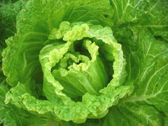 Bok Choy Seeds - Michihili Napa Chinese Cabbage - Heirloom Vegetable for Home Gardening - Brassica rapa var. chinensis