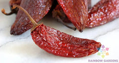 Chipotle Tipico Hot Pepper Seeds - 25+ Seeds for Garden Planting - USA Grown - Perfect for Spicy Dishes - Free Shipping