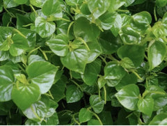 Crab Claw Herb Seeds - 500+ Seeds - Peperomia Pellucida - Pepper Elder - 2024 USA