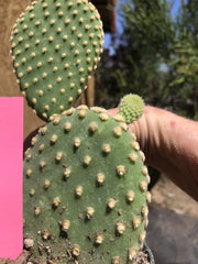 Opuntia Microdasys "Bunny Ears" Cactus 6" Tall - Off White Succulent Plant, Perfect Indoor Decor