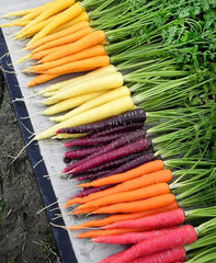Rainbow Carrot Seeds Mix - 1000+ Heirloom Organic Non-GMO Seeds - Garden Vegetable Variety