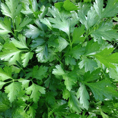 Italian Giant Parsley Seeds, Non-GMO Heirloom Flat-Leaf, Petroselinum crispum, Organic Herb Seeds, Free Shipping