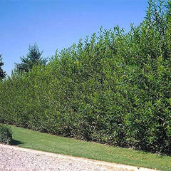 Hybrid Willow Cutting - 5 Foot Tall - Live Plant - Salix × sepulcralis