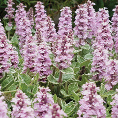 Ajuga Pink Lightning Live Plant - Variegated Ground Cover Hardy Perennial - Ajuga Reptans