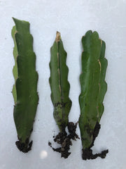 White Dragon Fruit Cuttings - 3pcs Live Plant with Roots - Hylocereus undatus - Ready to Plant, No Pot Included