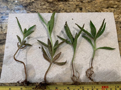 Kalanchoe Live Mother of Thousands Plants - 3"-4" Bare Root Alligator Plants (Kalanchoe daigremontiana) - Set of Four