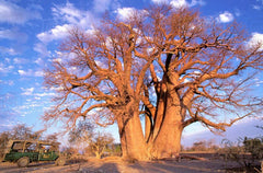 African Baobab Seeds, 10 Count, Adansonia digitata, Drought-Tolerant Tree, Unique Landscape Plant