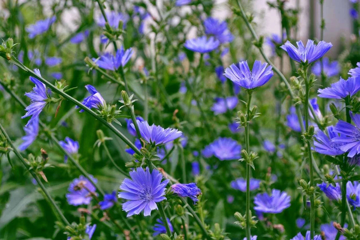 Chicory Seeds 1 LB Italian Dandelion NON-GMO Deer Plot Coffee Weed Cichorium intybus
