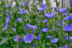 Chicory Seeds 1 LB Italian Dandelion NON-GMO Deer Plot Coffee Weed Cichorium intybus