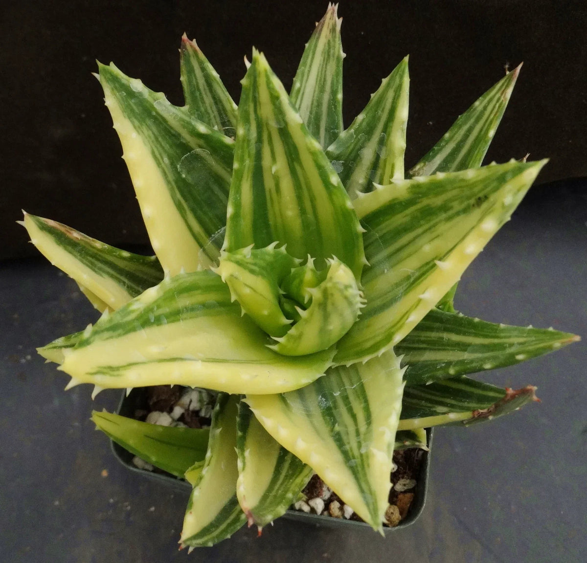 Golden Toothed Aloe - Aloe nobilis variegata 2 Gal.