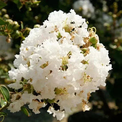 Crape Myrtle Cuttings - 5 Super Rare 'Natchez' Cuttings for Rooting or Grafting - Lagerstroemia indica