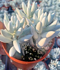 Unique Senecio Haworthii Succulent Plant - 4" Diameter - Whitest Variety of All Succulents - Rare Indoor Plant