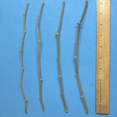 Jujube Tree Cuttings 10" Wild Rootstock for Taiwan/Thai/Indian Varieties (Ziziphus jujuba)