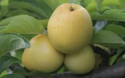25+ Nehou Apple Seeds for Planting Garden - Heirloom Variety - Malus domestica - USA - Free Shipping