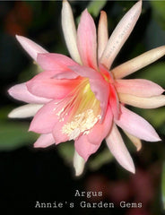 Epiphyllum Cuttings - Unrooted 8-10 inches - Argus Variety - Epiphyllum spp.