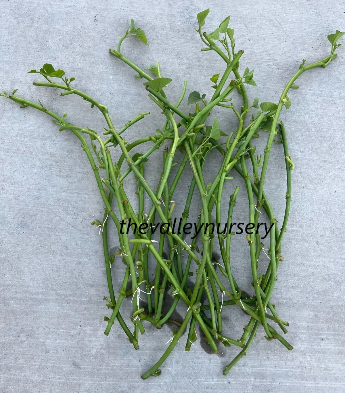 Sweet Potato Slips - 10 Fresh Rooted Vines - Organic Varieties - Ipomoea batatas