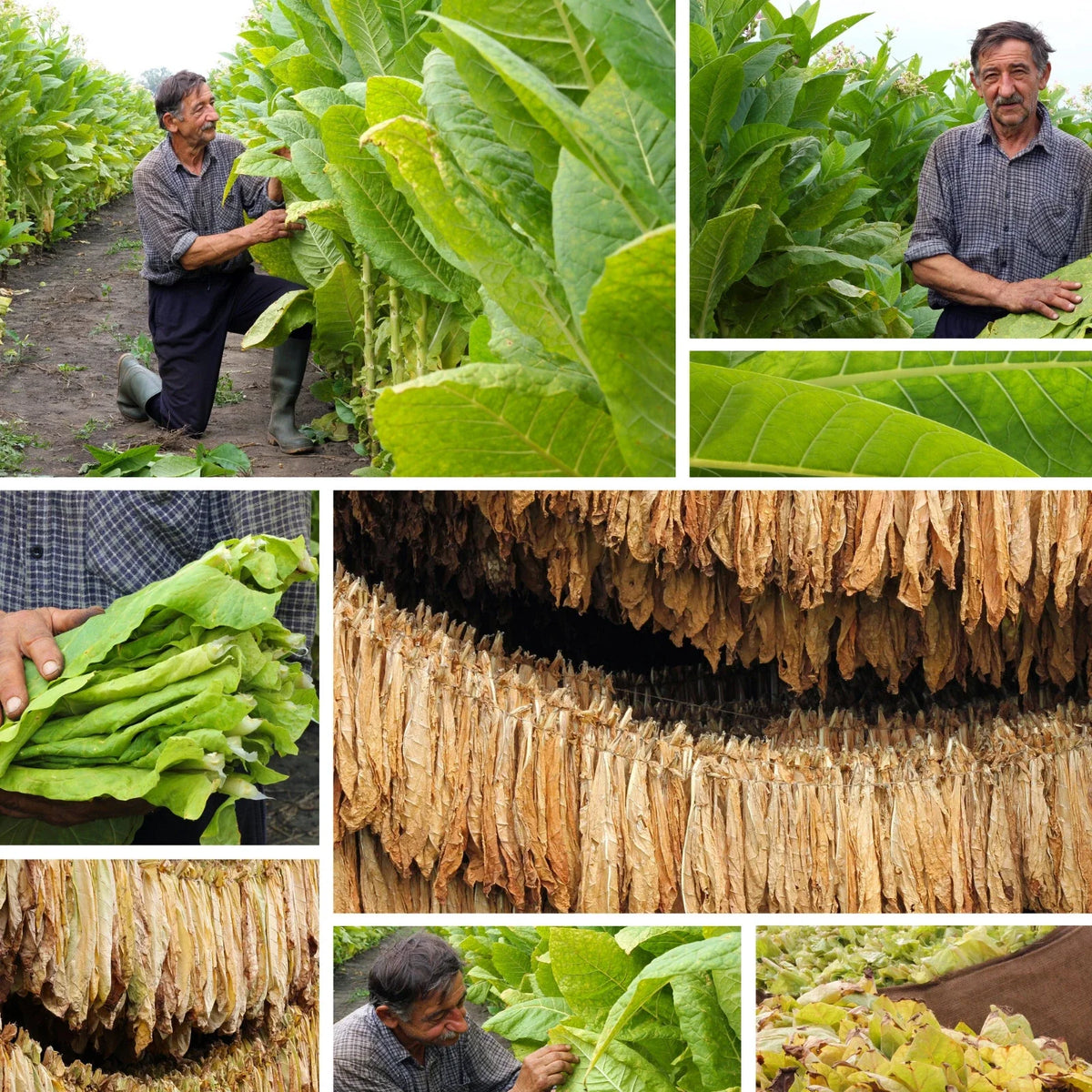 burley tobacco seeds Burley Tobacco Seeds - 1500 Count - TN90 Variety - Nicotiana Tabacum