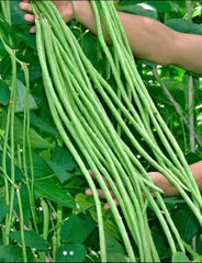Green Yard Long Bean Seeds - 15 Non-GMO Asian String Beans - Sitaw (Vigna unguiculata)