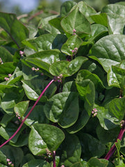 Malabar Red Stem Spinach Seeds, 100g, Red Vine Spinach, Ceylon, Non-GMO