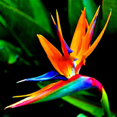 Orange Bird of Paradise Seeds - Strelitzia reginae - Tropical Crane Flower Plant for Exotic Gardens and Landscaping