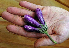 Mini Eggplant Seeds - 25 Pack - Little Fingers, Asian Heirloom, Non-GMO, Great for Gardens, Solanum melongena