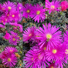 Magenta Ice Plant Cuttings - 15 Delosperma Cooperi Purple Succulent Cuttings for Garden & Landscaping