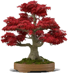 Red Japanese Maple Tree Bonsai Seeds - 20 Pack, Acer palmatum, Ornamental, Dwarf, Garden Plant, Indoor/Outdoor Cultivation