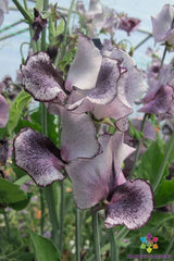 Nimbus Sweet Pea 50 Seeds - Flowering Garden Seeds - Lathyrus odoratus - USA Grown, Free Shipping