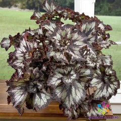 Super Curl Begonia Seeds - 25+ Pack for Garden Planting - USA Grown - Ideal for Home Gardens - Begonia x semperflorens