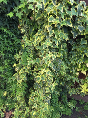 Organic Variegated Ivy Cuttings - Live Plant Cuttings - California USA - Hedera helix