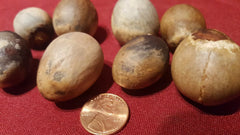 Avocado Fruit Trees Seeds - 8 Pack - Hass Variety - Persea americana