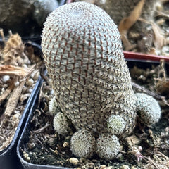 Rebutia heliosa Cactus - Rooted 2" Pot - Colorful Succulent Plant for Indoor Gardening