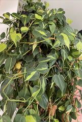 Philodendron Hederaceum 'BRASIL' Cuttings - Variegated Trailing Houseplant - 4 Cuttings, Indoor Plant Decor