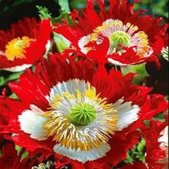 Landscaper's Pack Poppy Seeds - Danish Flag Red & White, Non-GMO, 5000 Seeds, Papaver spp.