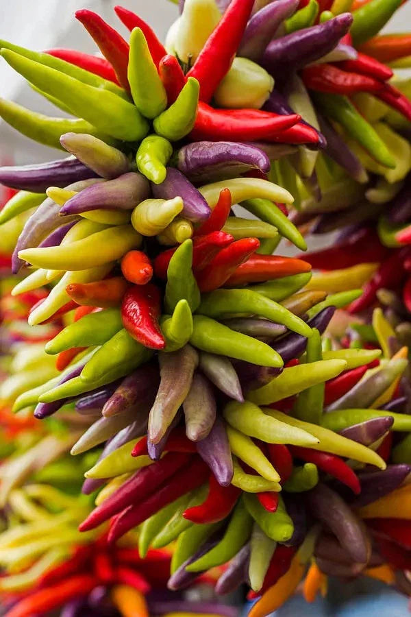 Cayenne Pepper Seeds - 200+ Heirloom Fiesta Blend - Hot & Organic - Non-GMO - Ideal for Home Gardening