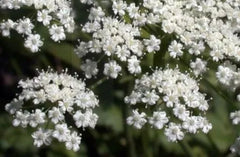 Anise Licorice Plant Seeds - 135 Seeds - GroCo USA - Herbal Garden Seeds for Aromatic Cooking and Medicinal Use