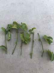 Passion Fruit Cuttings | 5 Fresh Passiflora Edulis Vine Plant Cuttings | No Root