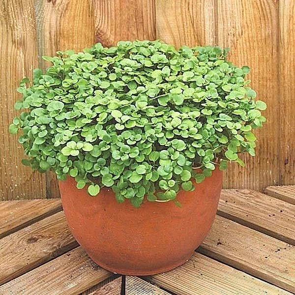 Organic Watercress Seeds 2001+ for Indoor Sprouts, Container Herb, Shade Garden - Nasturtium officinale