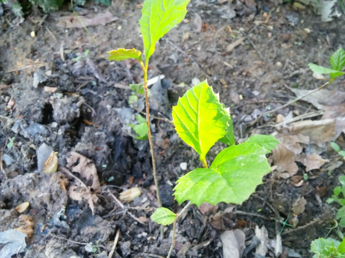 American Sycamore Seeds 1000-1500 Count Platanus occidentalis Buttonwood Tree